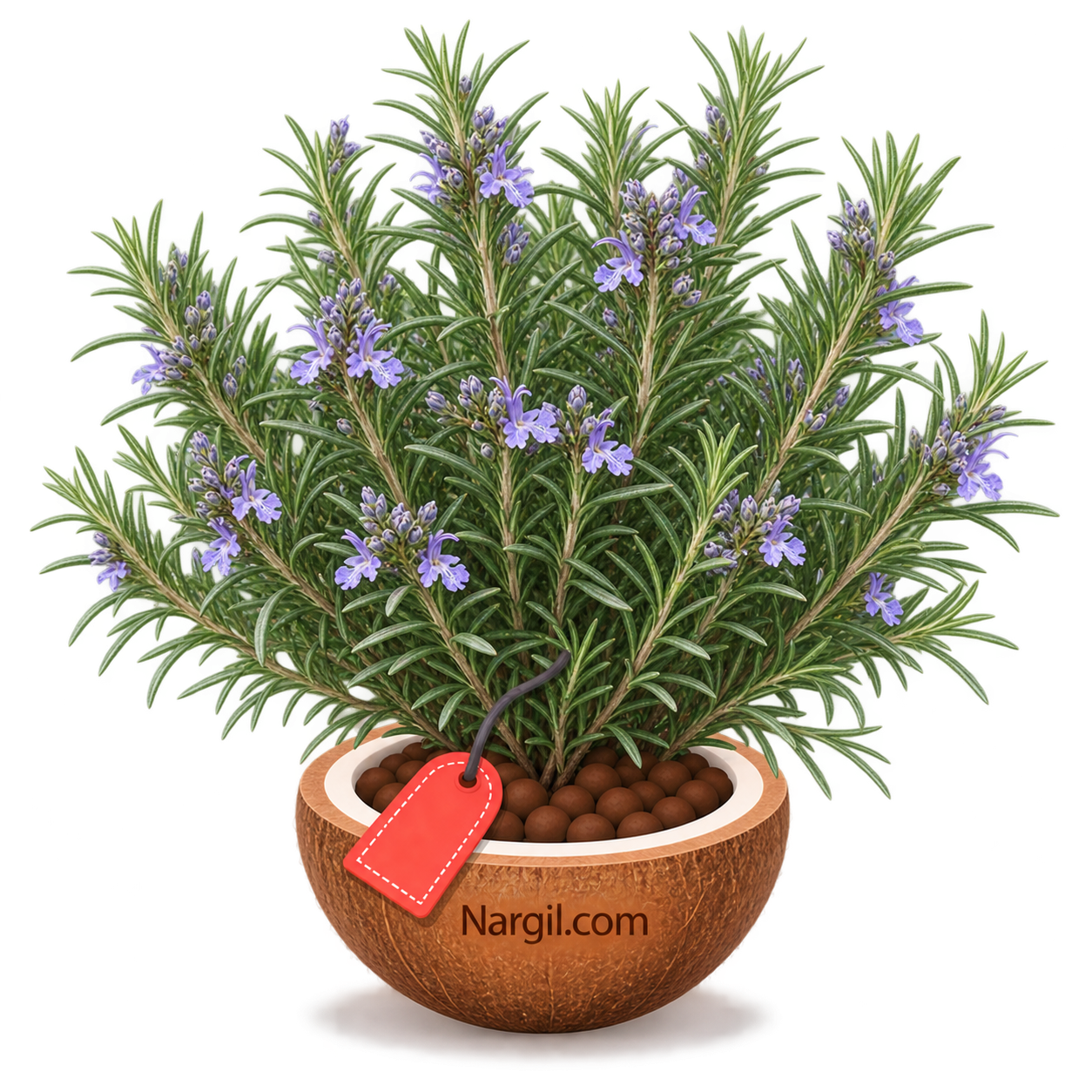 Nargil_Rosmarinus Officinalis